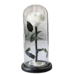 Beauty And The Beast - White